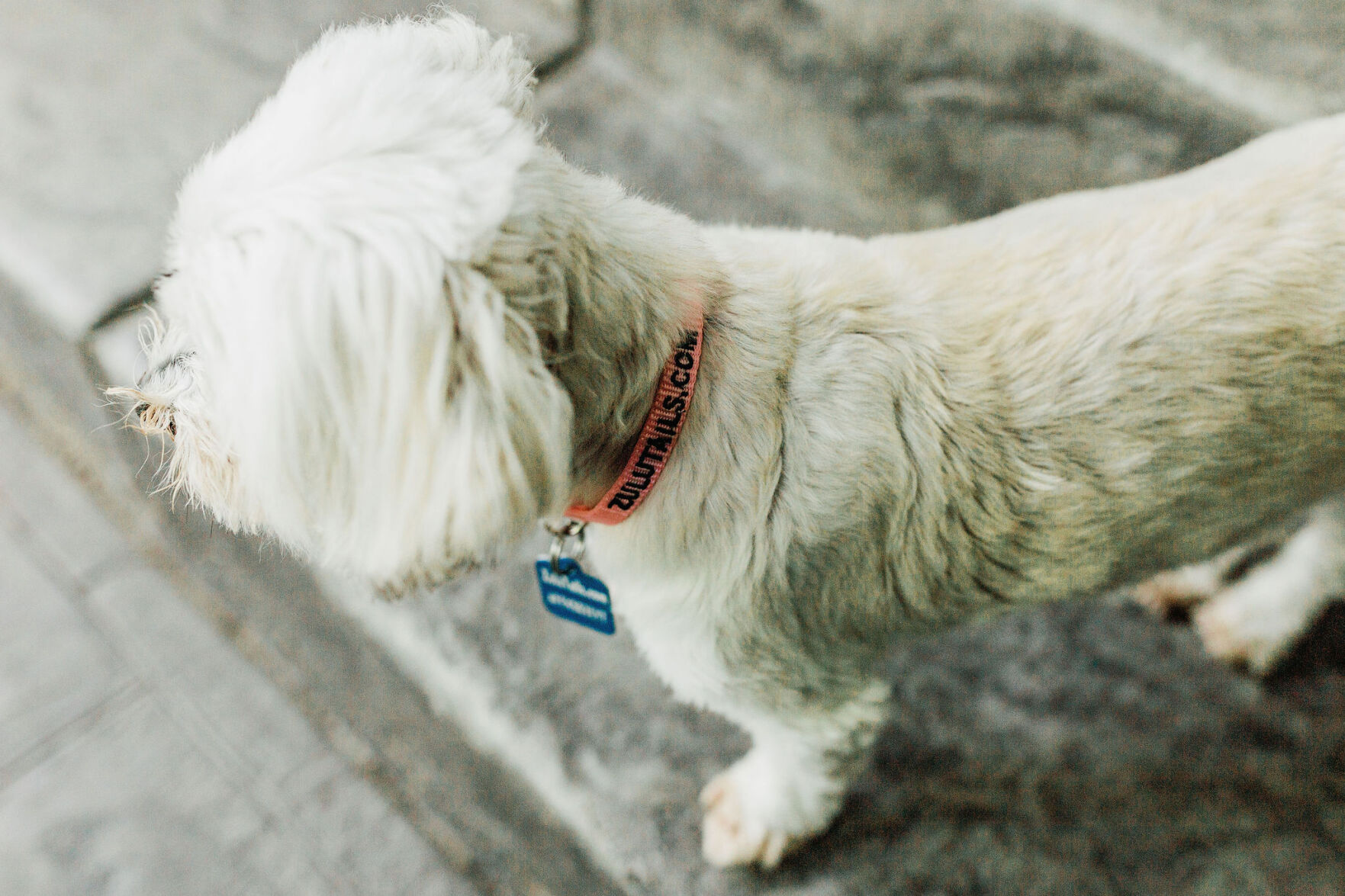 ZT Small Dog.jpg